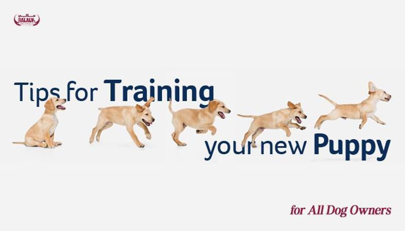 Tips for Training Your New Puppy, for All Dog Owners